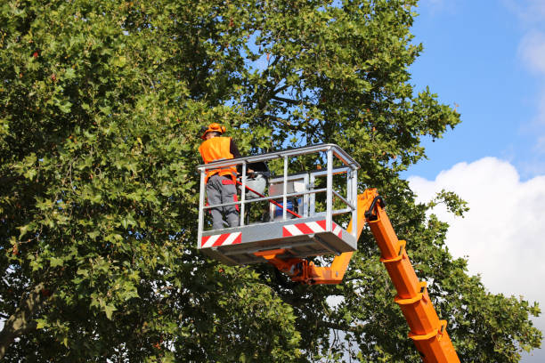 Tree Root Removal in Carnegie, PA